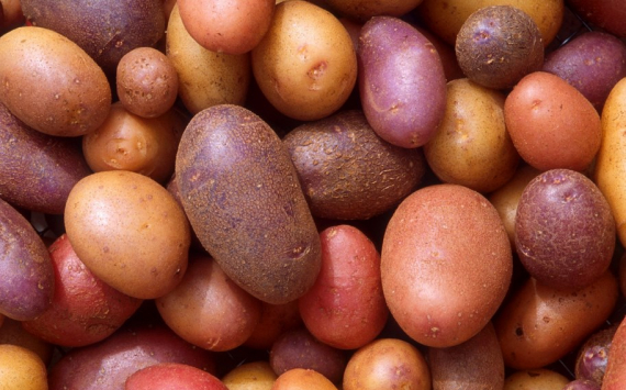 В Тюменской области для развития картофелеводства и овощеводства предоставят субсидии