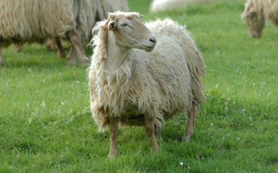 В Тюменской области построят племенной репродуктор для овец