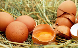 Под Тюменью за 6 млрд рублей откроют репродуктор на 12 млн яиц