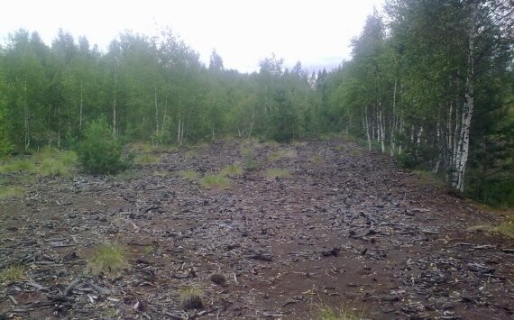 Тюменский АПК осваивает торфяные болота