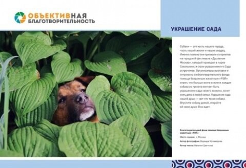 В Тюмени стартует фотоконкурс «ОБЪЕКТИВная благотворительность 2.0»
