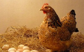 «ПРОДО Тюменский бройлер»  продолжает модернизировать производство