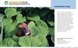 В Тюмени стартует фотоконкурс «ОБЪЕКТИВная благотворительность 2.0»