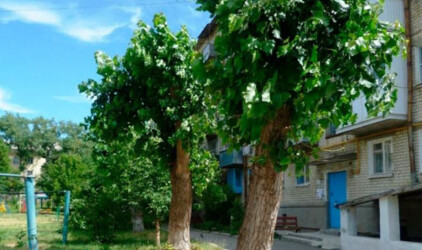 В 2020 году в Тюмени планируется провести обрезку 2,73 тыс. тополей