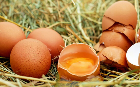 Под Тюменью за 6 млрд рублей откроют репродуктор на 12 млн яиц