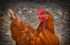 В Тюменской области производство сельхозпродукции за 9 месяцев выросло на 2,6%
