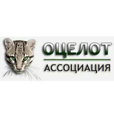 Оцелот