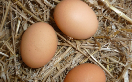 В Тюменской области птицефабрики снизят стоимость яиц до 100 рублей