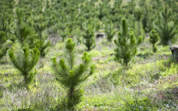 В Тюменской области восстановлены 7 тыс. гектаров леса