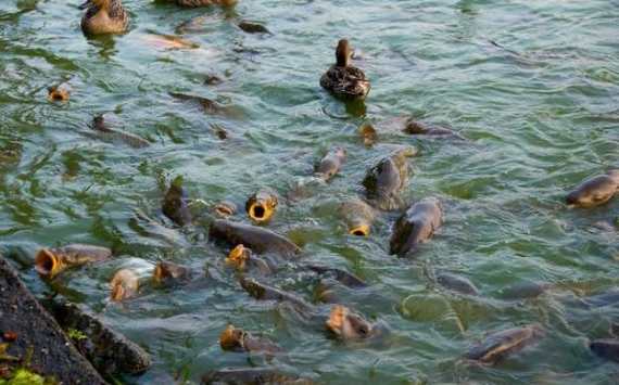 В тюменские озера в 2020 году выпущены 156 млн единиц рыбной молоди