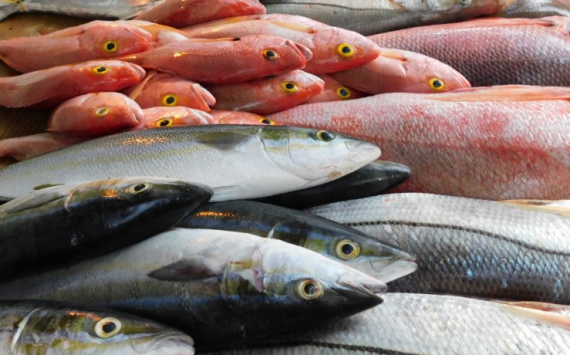 В Тюменской области производство рыбы выросло на 3%