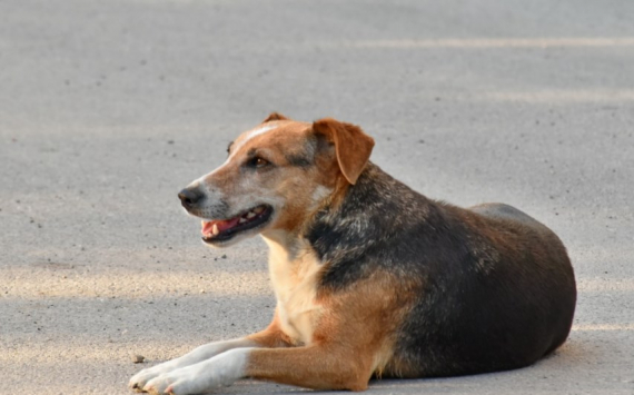 Власти Тюмени потратили на отлов бродячих собак 18 млн рублей