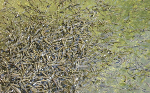 В Тюменской области создали аналог зарубежного комбикорма для выращивания рыбы