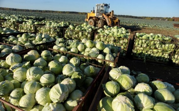 Тюменский регион занял первое место в России по урожайности овощей